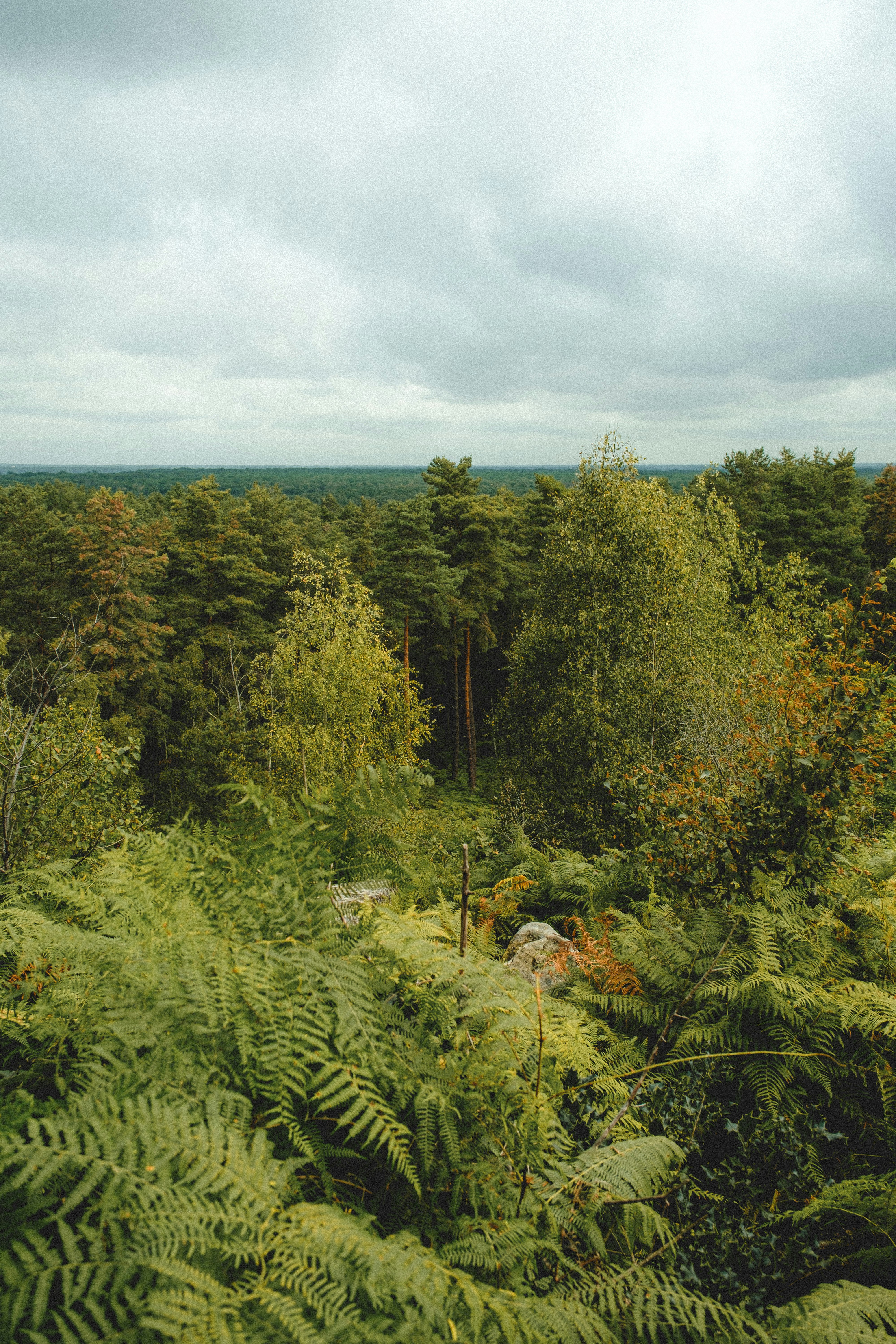 green trees under white clouds during daytime